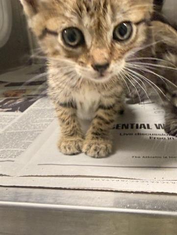 Tiler, Domestic Short Hair