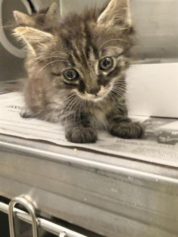 Timmy, Domestic Short Hair