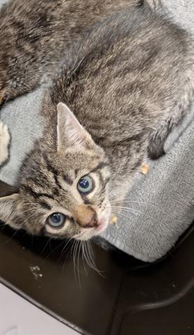 Sanya, Domestic Short Hair