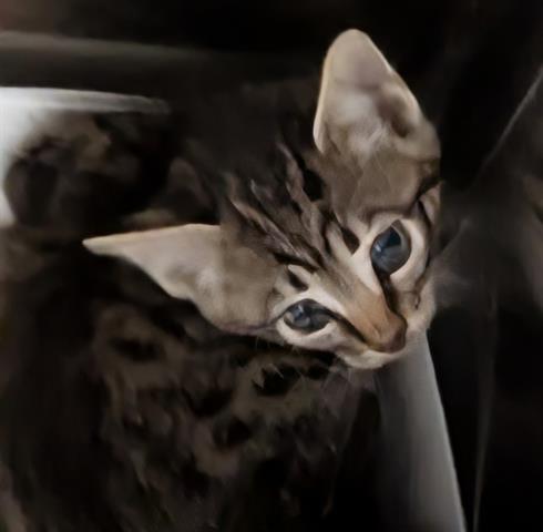 Julie, Domestic Short Hair