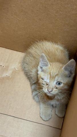 Copper, Domestic Short Hair