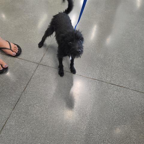 BENJI, a dog for adoption from Santa Clara County Animal Care & Control