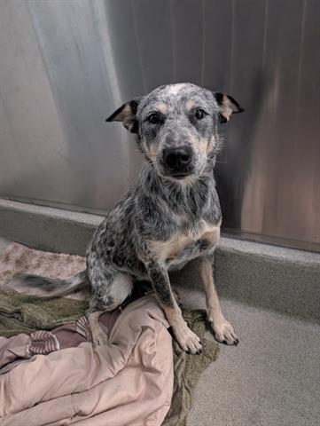 VANYA, a dog for adoption from Santa Clara County Animal Care & Control