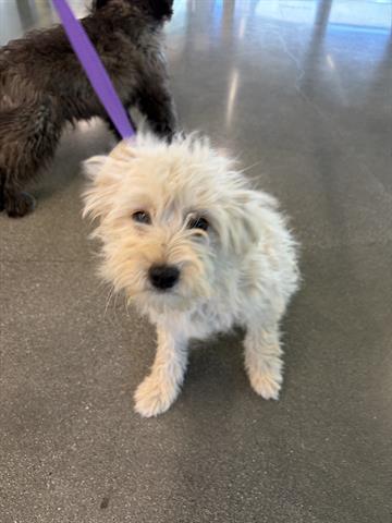 TRIXIE, a dog for adoption from Santa Clara County Animal Care & Control