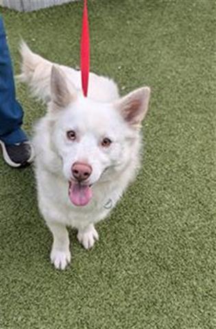 STERLING, a dog for adoption from Santa Clara County Animal Care & Control