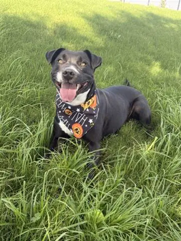 Chispa - Pit Bull Terrier