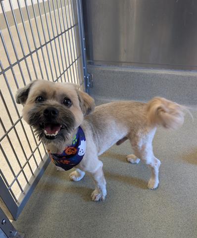 BRENDEN, a dog for adoption from Santa Clara County Animal Care & Control