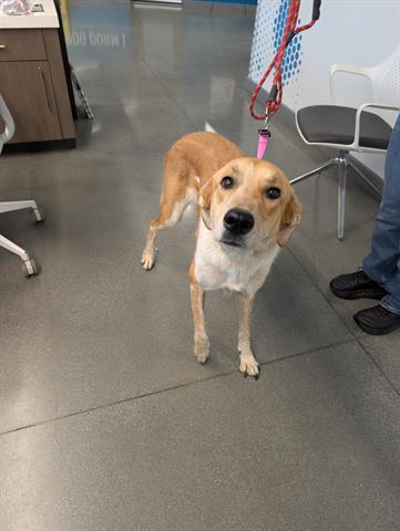 MIA, a dog for adoption from Santa Clara County Animal Care & Control