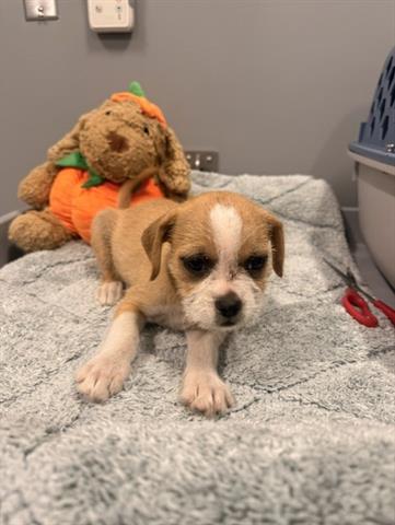 CARLA, a dog for adoption from Santa Clara County Animal Care & Control