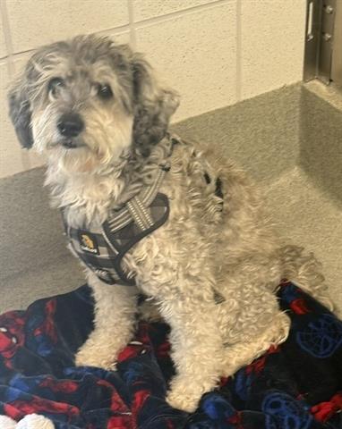 JACOB, a dog for adoption from Santa Clara County Animal Care & Control