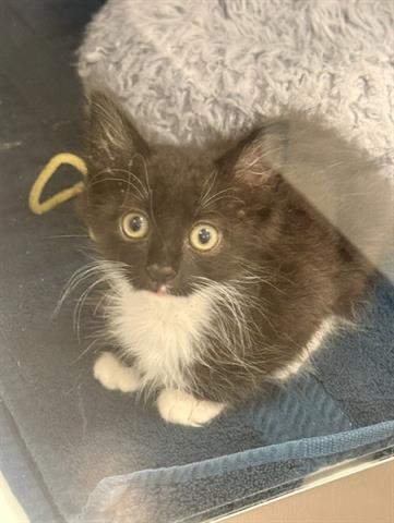 CLARE, a cat for adoption from Santa Clara County Animal Care & Control