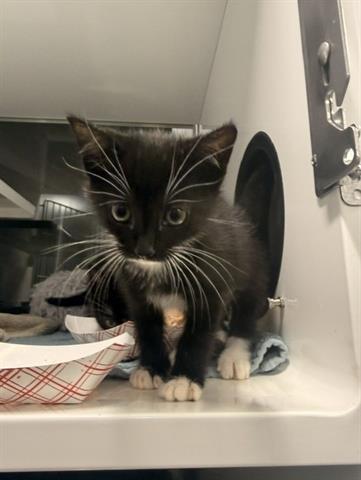 ROSIE, a cat for adoption from Santa Clara County Animal Care & Control