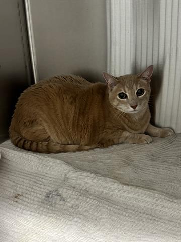 JASPER, a cat for adoption from Santa Clara County Animal Care & Control