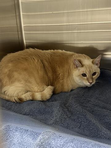 POPPY, a cat for adoption from Santa Clara County Animal Care & Control