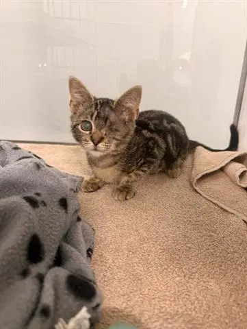 Iris - Domestic Short Hair