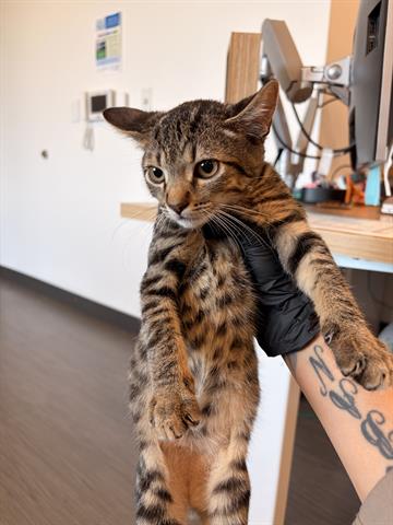 CRISS, a cat for adoption from Santa Clara County Animal Care & Control