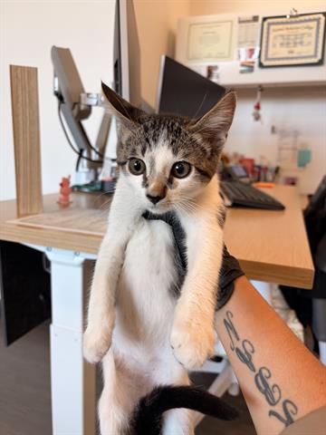 CROSS, a cat for adoption from Santa Clara County Animal Care & Control