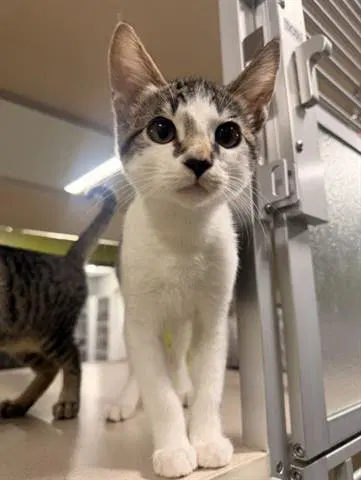Cross - Domestic Short Hair