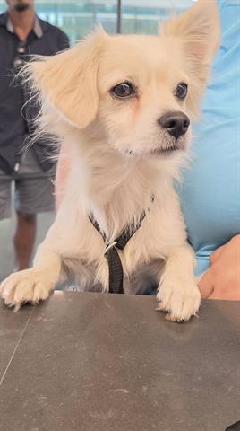 HARVEY, a dog for adoption from Santa Clara County Animal Care & Control