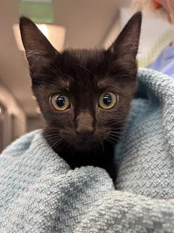 Kuro - Domestic Short Hair