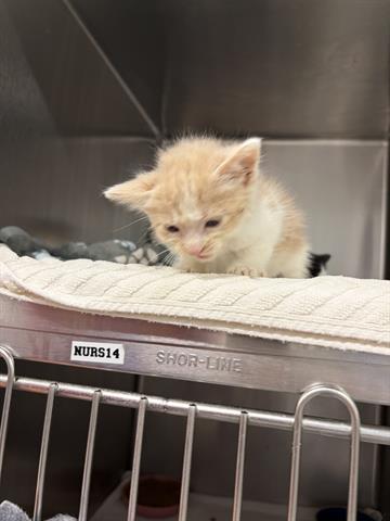 ORBIT, a cat for adoption from Santa Clara County Animal Care & Control