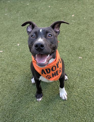 PEBBLES, a dog for adoption from Santa Clara County Animal Care & Control
