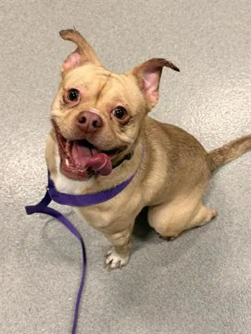 Alejandro - Chihuahua