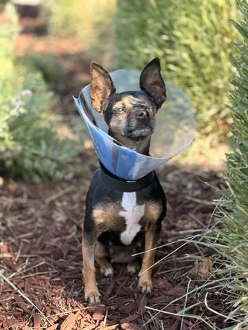 LEFTY, a dog for adoption from Santa Clara County Animal Care & Control