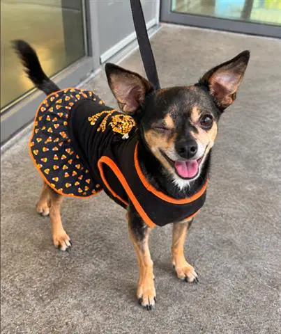 Lefty - Chihuahua