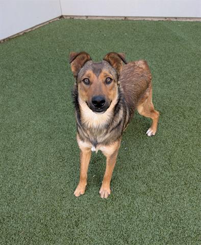 A139715, a dog for adoption from Santa Clara County Animal Care & Control