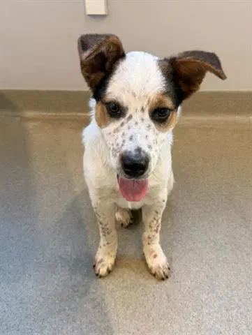 Marcus - Queensland Heeler