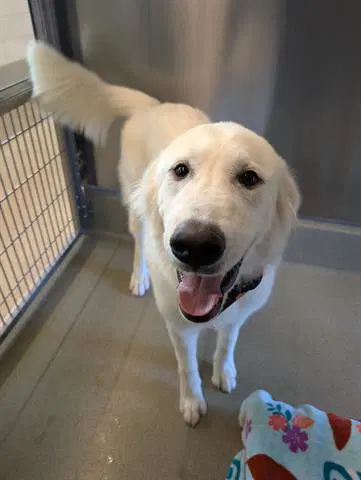 Baloo - Great Pyrenees