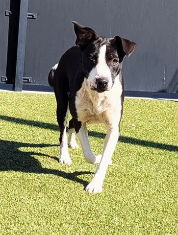 Ember - Collie