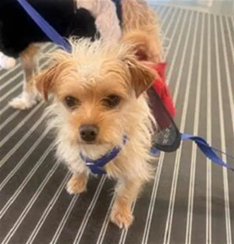 Spice - Terrier