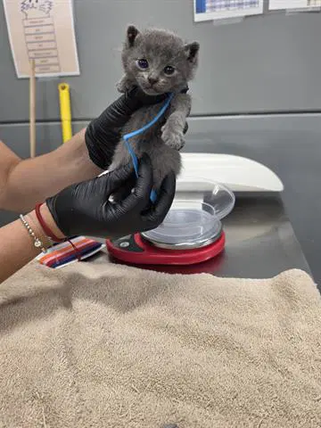 Grayson - Domestic Short Hair