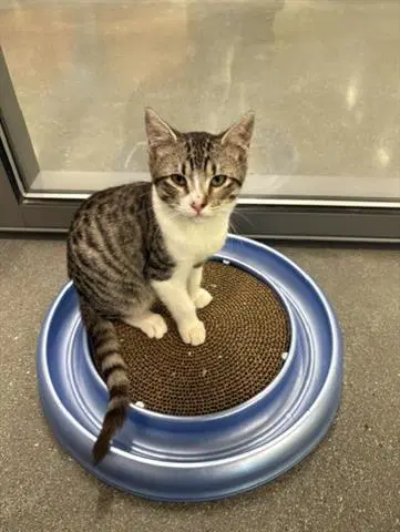 Mauricio - Domestic Short Hair