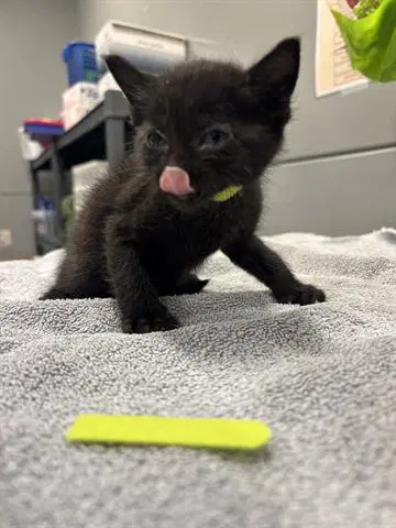 Raven - Domestic Short Hair