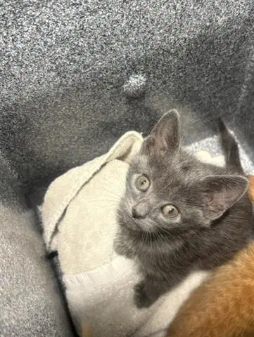 Kiki image 1