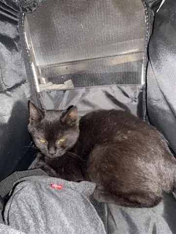 Pepin - Domestic Short Hair