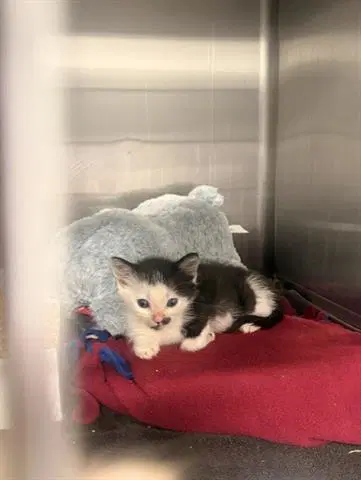Tommie - Domestic Short Hair