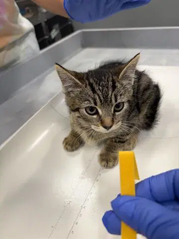 Celia - Domestic Short Hair