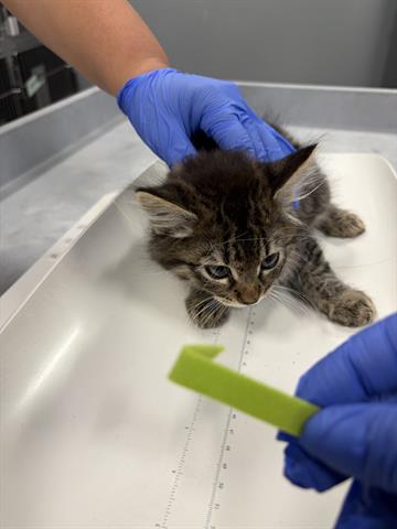 Thiago
