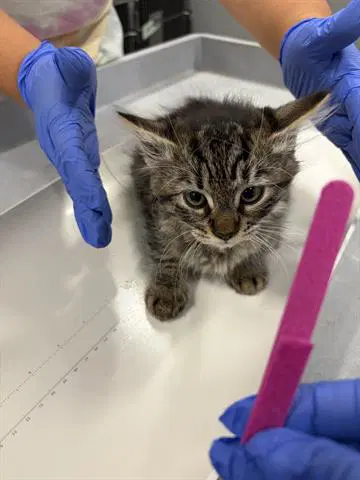 Ciro - Domestic Short Hair