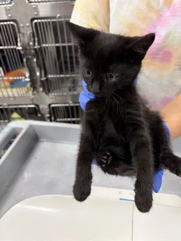 Mateo - Domestic Short Hair