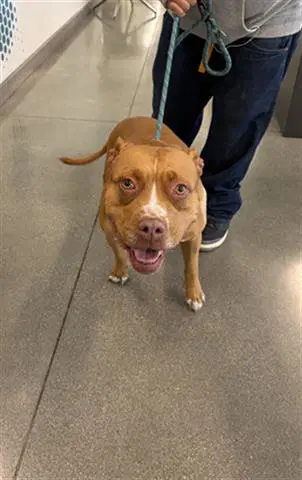 Brandy - Pit Bull Terrier