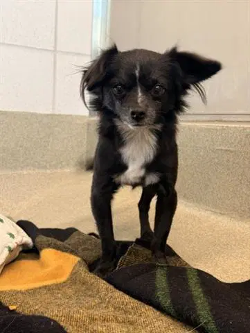 Ollie - Chihuahua
