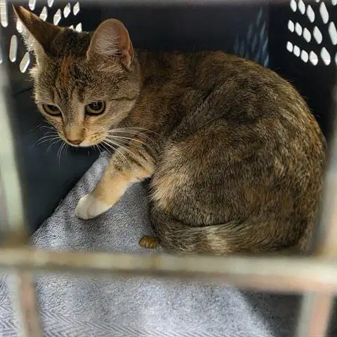 Katrina - Domestic Short Hair
