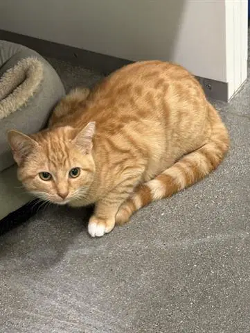 Candy Corn - Domestic Short Hair