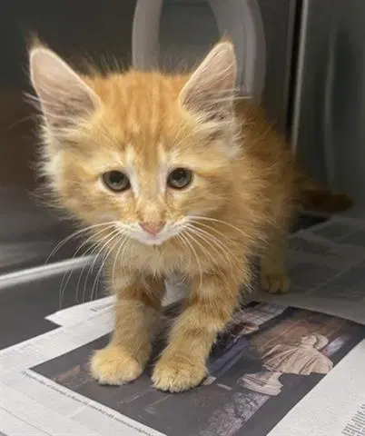 Leo Felix - Domestic Short Hair