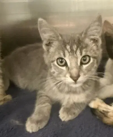 Luna - Domestic Short Hair